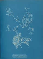 Exillaria crystallinum parasitair, ca. 1853