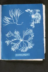 Furcelleria fastigiata, uit 