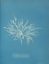 Griffithsia equisetifolia, ca. 1853