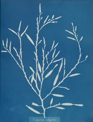 Halydrys siliquosa