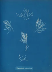 Polysiphonia fruticulosa