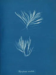 Polysiphonia urceolata, ca. 1853
