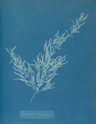 Sargassum bacciferum