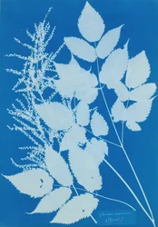 Spiraea aruncus Tirol