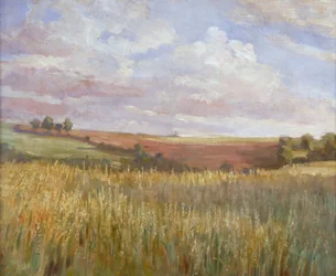 Het Korenveld