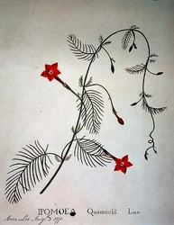 Cipreswinde: Ipomoea quomoclit