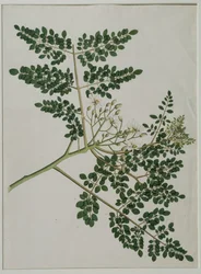 Moringa oleifera, ook wel mierikswortelboom of drumstickboom genoemd