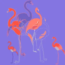 Flamingo