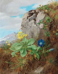 Alpine bloemen