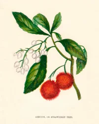 Arbutus, of Aardbeiboom, ca. 1891, 1891