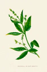 Vaste plant, of Hondskruid