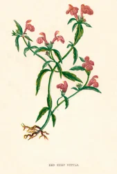 Rode Hennepnetel, ca. 1891