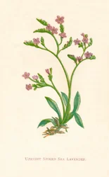 Rechte stekelige zeelavendel, ca. 1891