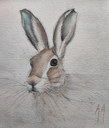 Portret van een zachtaardig haasje