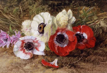 Anemonen