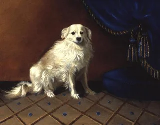 Een Speelgoedhond