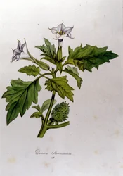Botanische plaat: Datura Stramonium. Gravure in 