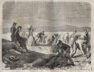 Oogstwerkzaamheden in de strafkolonie van Belle-Île-en-Mer in de 19e eeuw. Gravure in 
