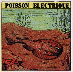 Fysiologische effecten van elektriciteit: elektrische vis. Anonieme illustratie uit 1925. Privécollectie.