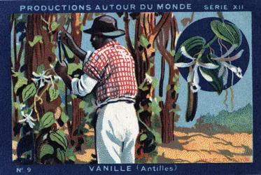 Producties over de hele wereld: Vanille in de West-Indië. Chromolithografie uit 1933 in “Joseph-Milliat Album”