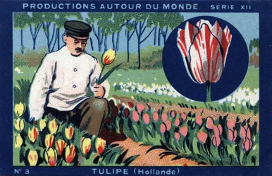 Producties over de hele wereld: tulp in Nederland. Chromolithografie uit 1933 in 