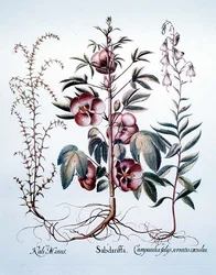 Sabdariffa, Duits