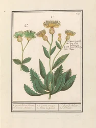 Centauri (Centaurea) 1. groote Koorn bloeme. 2. Koorn Bloeme