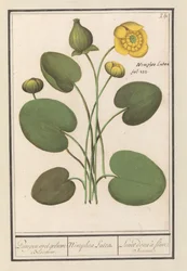 Gele plomp (Nuphar lutea)