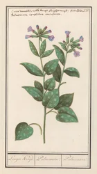 Gevlekt longkruid (Pulmonaria officinalis)