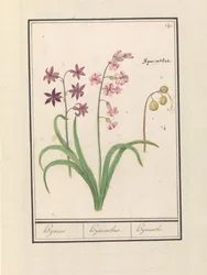 Hyacint (Hyacinthus orientalis)