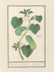 Komkommer (Cucumis sativus)