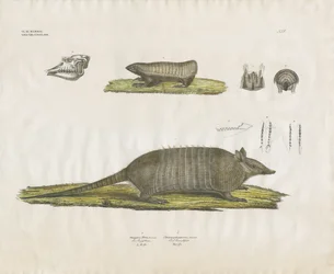 Gordeldieren met schedel en gebitsstructuren (handgekleurde litho)