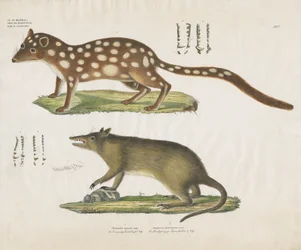 Australische buideldieren met anatomische details (handgekleurde litho)