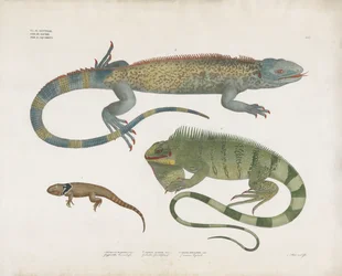 Geschubde hagedissen uit verschillende habitats (handgekleurde litho)