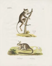 Kleine zoogdieren van de knaagdierenfamilie (handgekleurde litho)