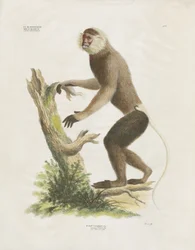 Kapucijner met witte kop op een boomstam (handgekleurde litho)