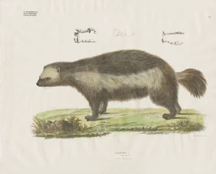 Wolverine met tandheelkundige details (handgekleurde litho)