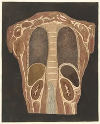 Anatomische studie van de organen in de borstkas, gezien vanuit de rug
