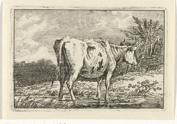 Koe staand in een plas (Koeien)