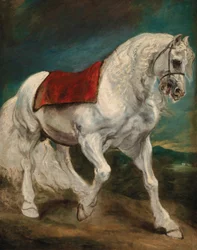 Een Andalusisch paard