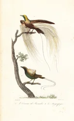 Grote paradijsvogel en magnifieke paradijsvogel