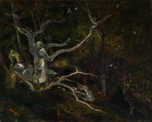 Bos van Fontainebleau, De "Reine Blanche" (1860)