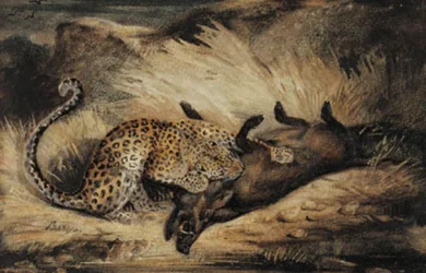 Luipaard eet een wild zwijn