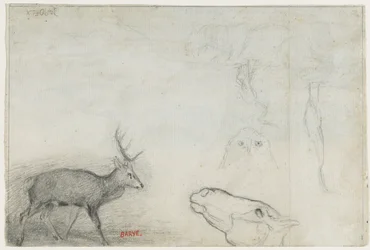 Studies van Dieren (verso)