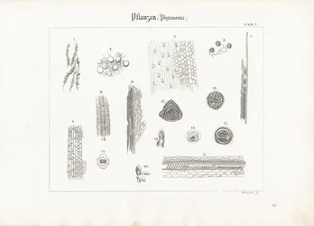 Anatomie van planten (Fytotomie)
