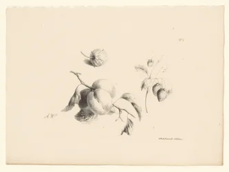 Abrikozen en aardbeien