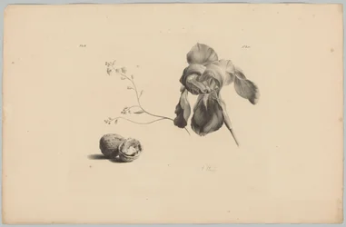 Amaryllis en walnoten