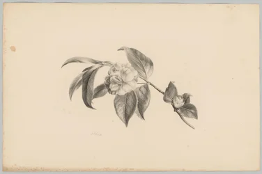 Bloemen