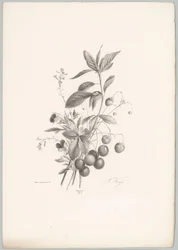 Bloemen, aardbeien en kersen