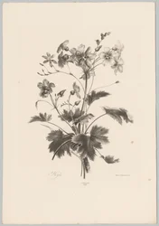 Bloemen met doorns